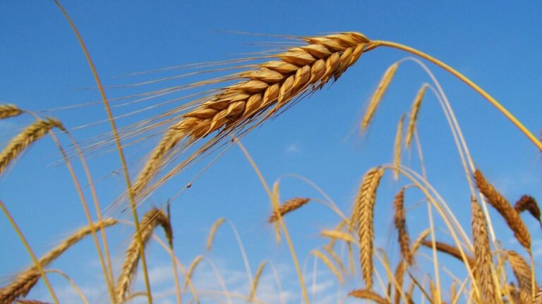 Diferencia entre trigo y centeno
