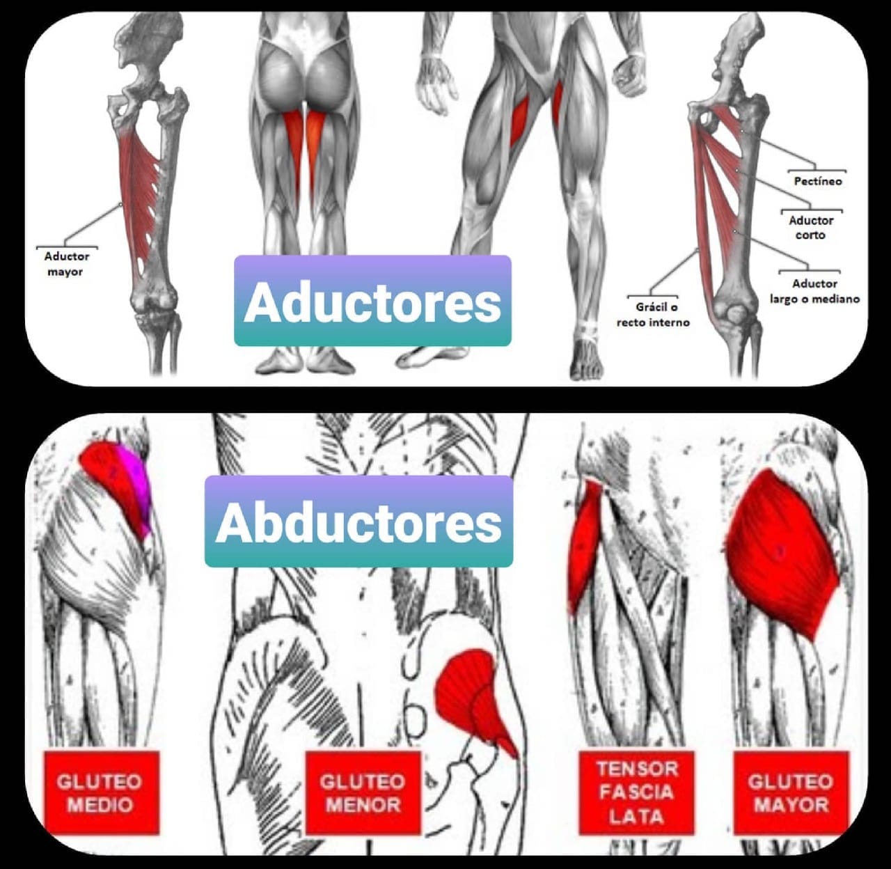 abducción y aducción Abducción y aducción