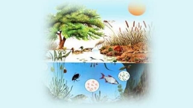 Diferencia entre Abiótico y Biótico. Ejemplos y Datos diferencias Abiótico y Biótico