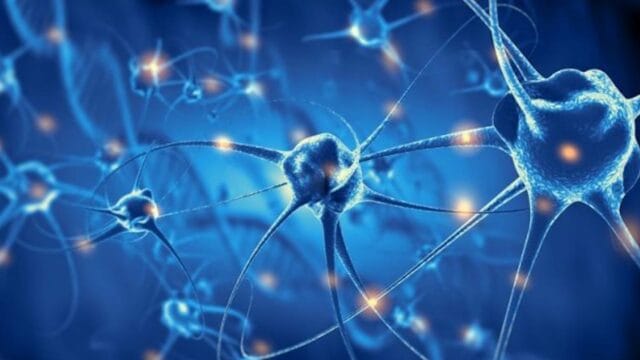 Diferencia entre neuromodulador y neurotransmisor neuronas conexion cerebro mente