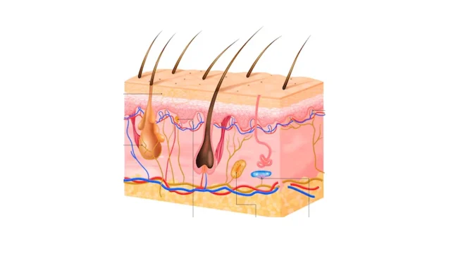 Diferencia entre Receptores Tónicos y Fásicos receptores nerviosos piel cuerpo